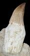 Rooted Mosasaur (Prognathodon) Tooth In Rock #55835-1